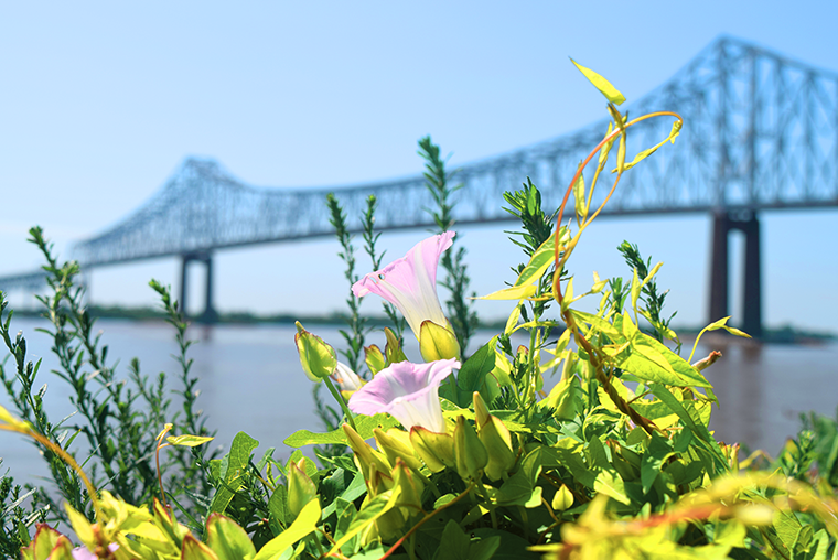 Flowers in the foreground, with a bridge over water in the background